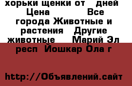 хорьки щенки от 35дней › Цена ­ 4 000 - Все города Животные и растения » Другие животные   . Марий Эл респ.,Йошкар-Ола г.